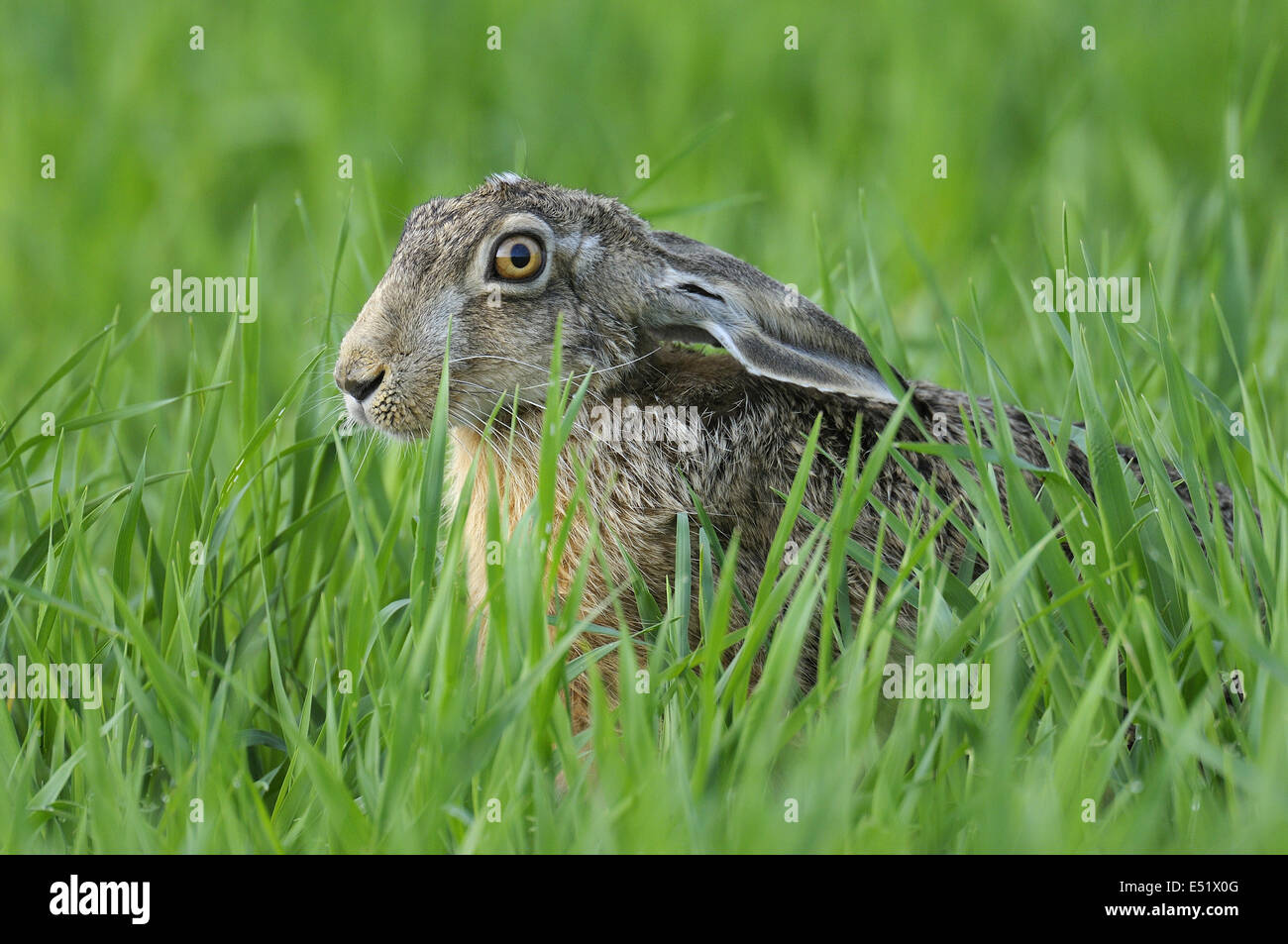 Europäischer Feldhase, Deutschland Stockfoto