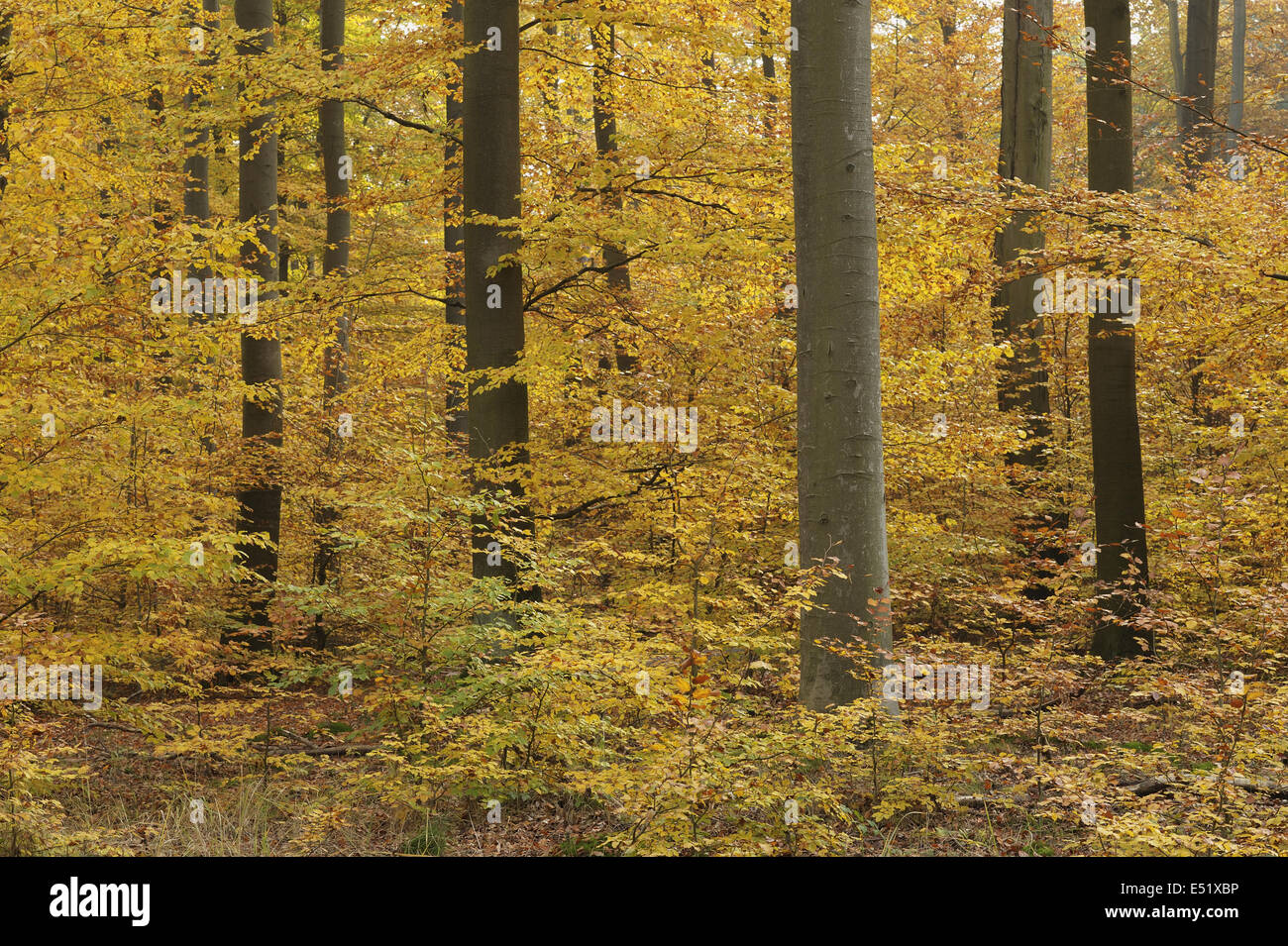 Buchenwald im Herbst, Deutschland Stockfoto