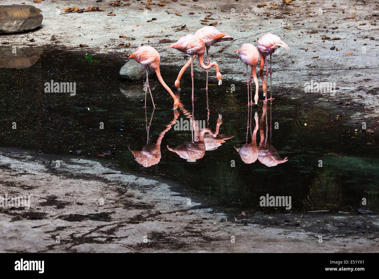 eine Herde von flamingos Stockfoto