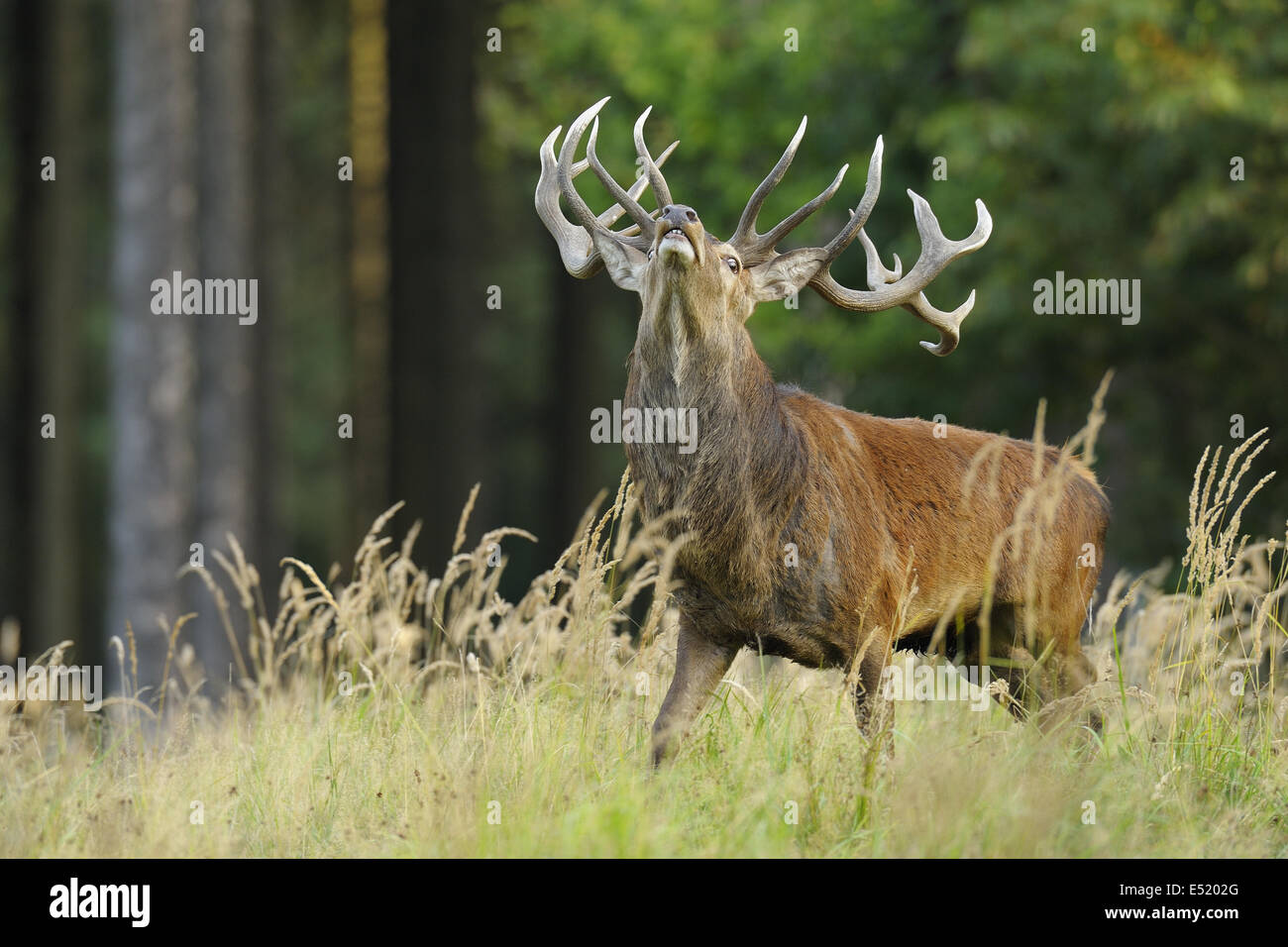 Rothirsch, Cervus Elaphus, Deutschland Stockfoto