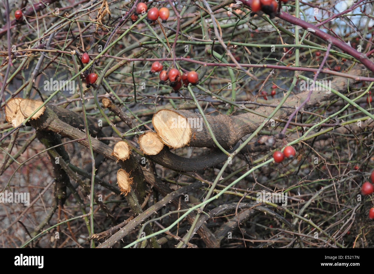 Dog Rose Stockfoto