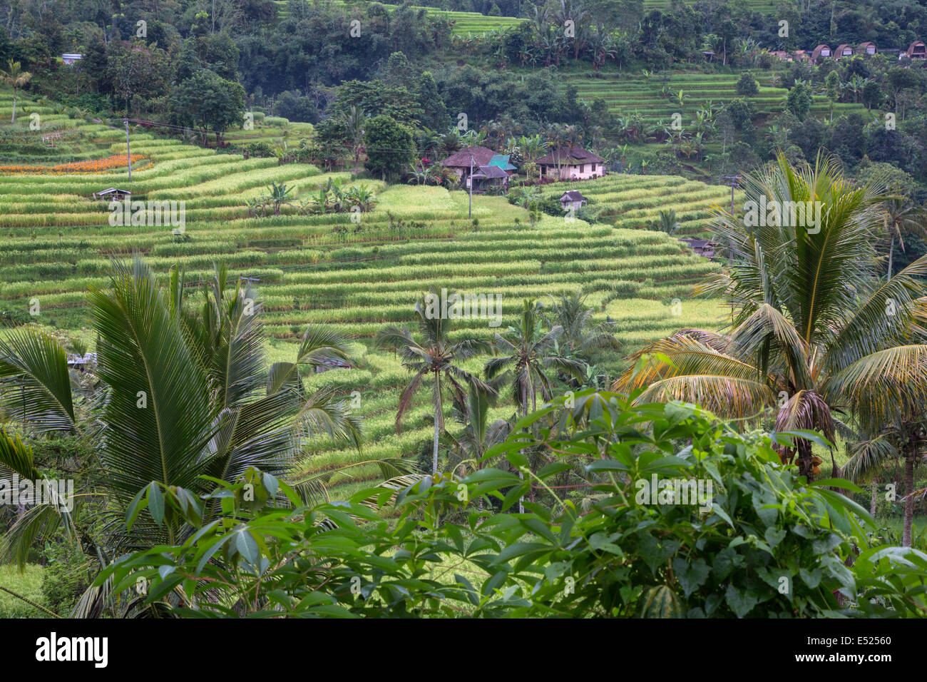 Jatiluwih, Bali, Indonesien.  Terrassierte Reisfelder, Dorf im Abstand. Stockfoto