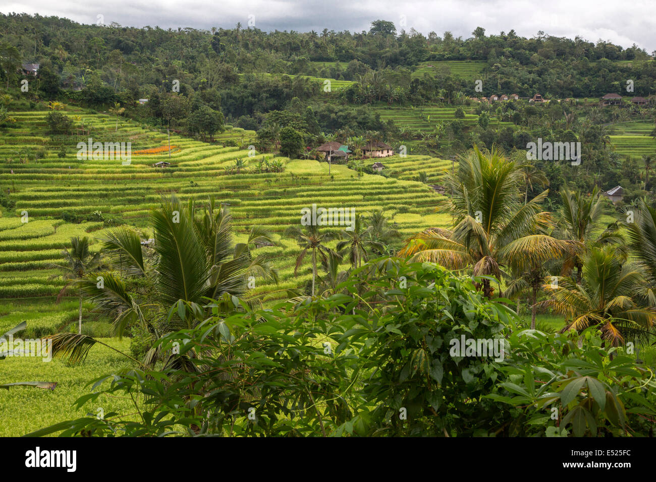 Jatiluwih, Bali, Indonesien.  Terrassierte Reisfelder.  Dorf in der Ferne. Stockfoto