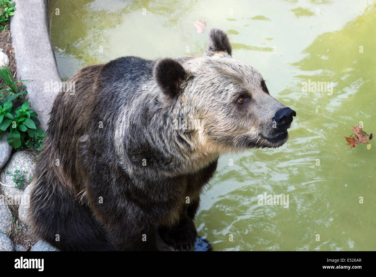 Ein Braunbär Stockfoto