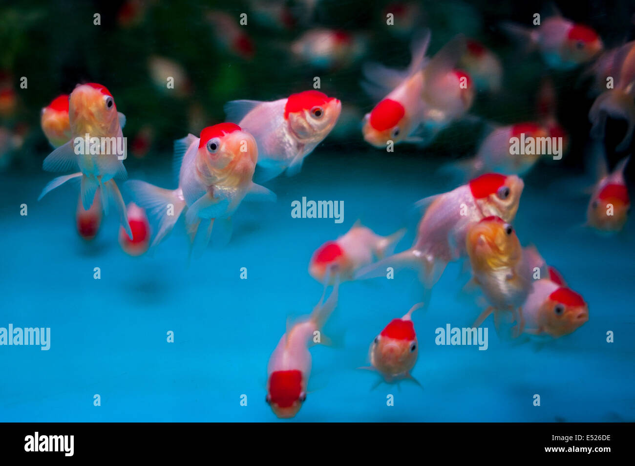 Fischen in einem Goldfischglas im Stadtteil Mongkok in Hongkong Stockfoto