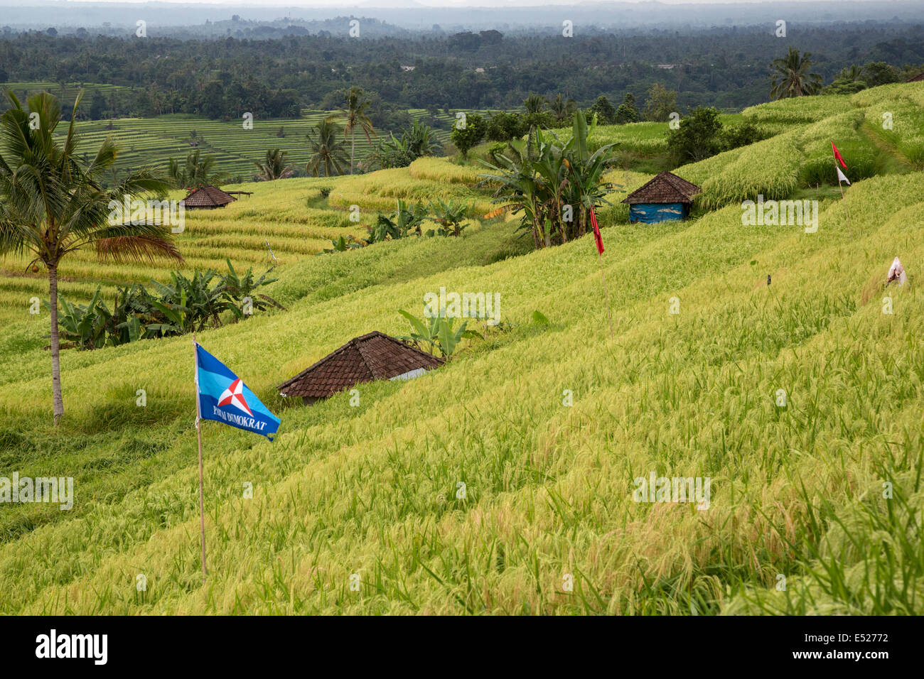 Jatiluwih, Bali, Indonesien.  Reisterrassen.  Politische Partei Fahnen in den Bereichen. Stockfoto