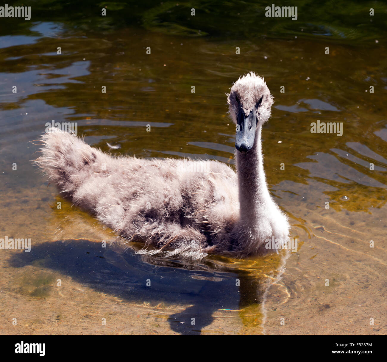 Nahaufnahme von einem Cygnet auf St James Park-See Stockfoto