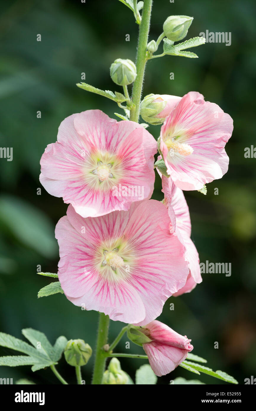 Alcea Rosea, rosa Stockrose Blüten und Knospen im Juli in Northamptonshire, England, UK Stockfoto