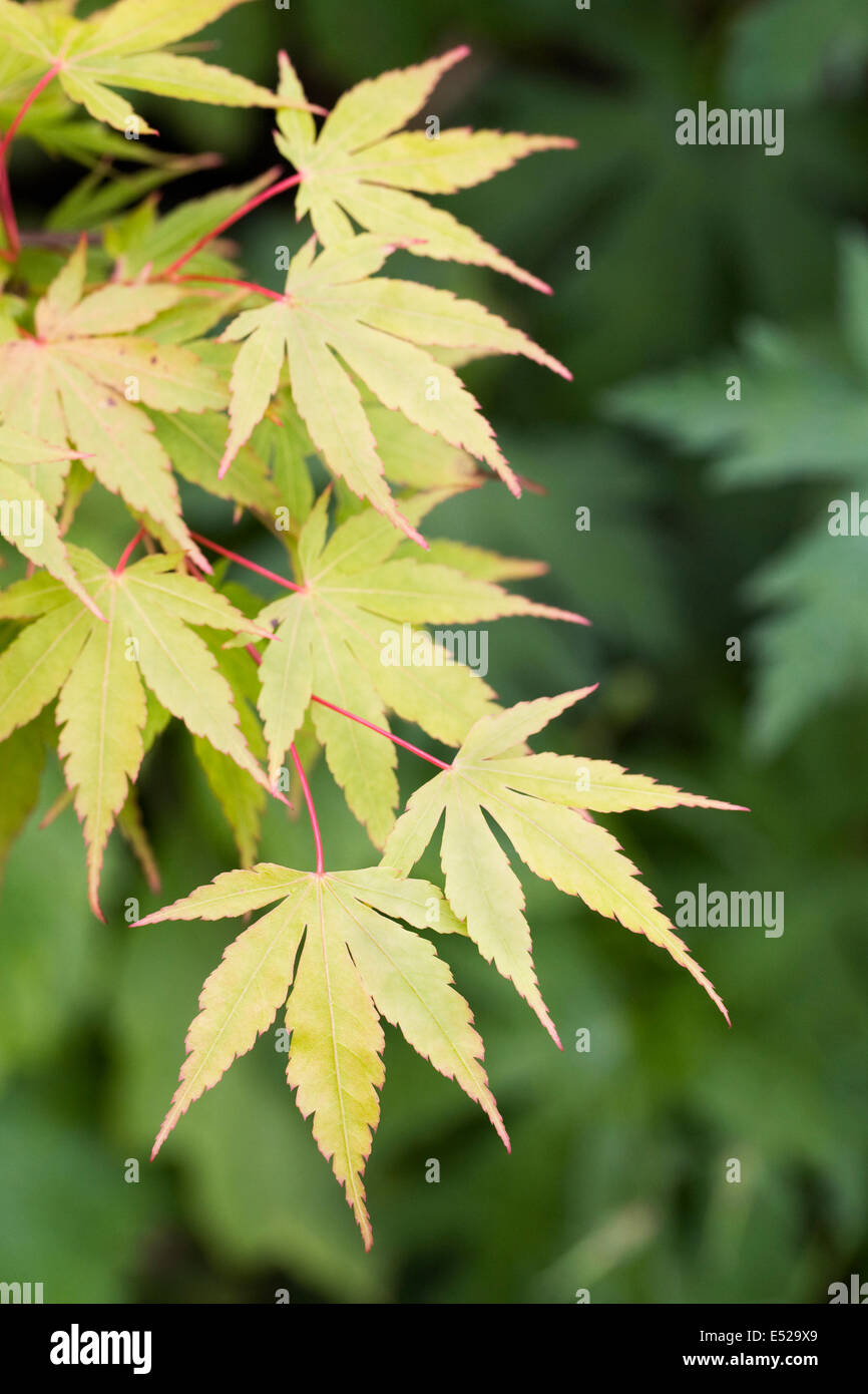 Acer Palmatum "Sango-Kaku". Korallen Rinde Ahorn im Frühjahr. Stockfoto