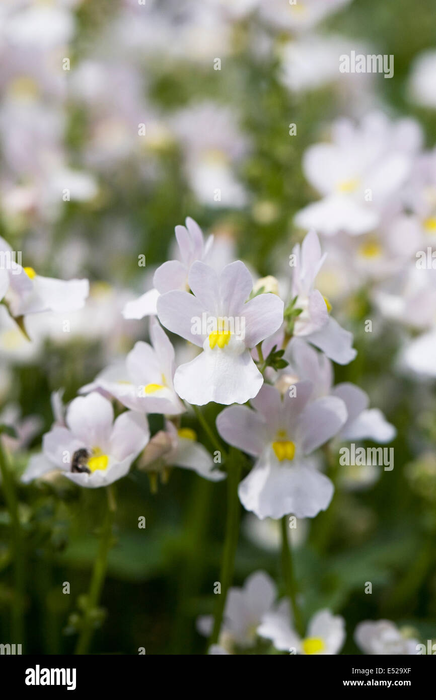 Nemesia 'Wisley Vanilla' Blumen. Stockfoto