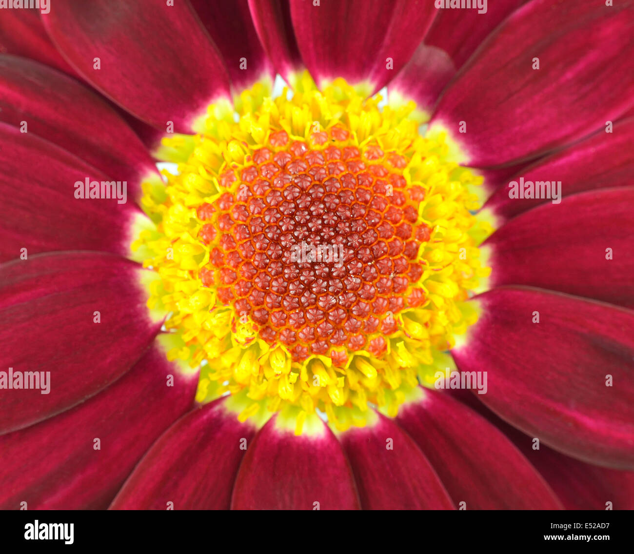 Zentrum der dunkel rote Gerbera Blume Closeup Stockfoto
