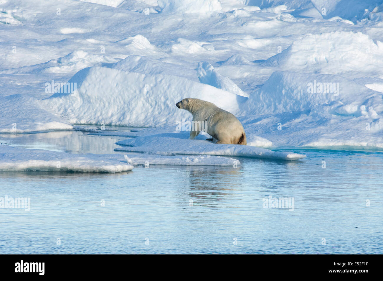 Ein Eisbär, klettern aus dem Wasser auf einer Eisscholle. Stockfoto