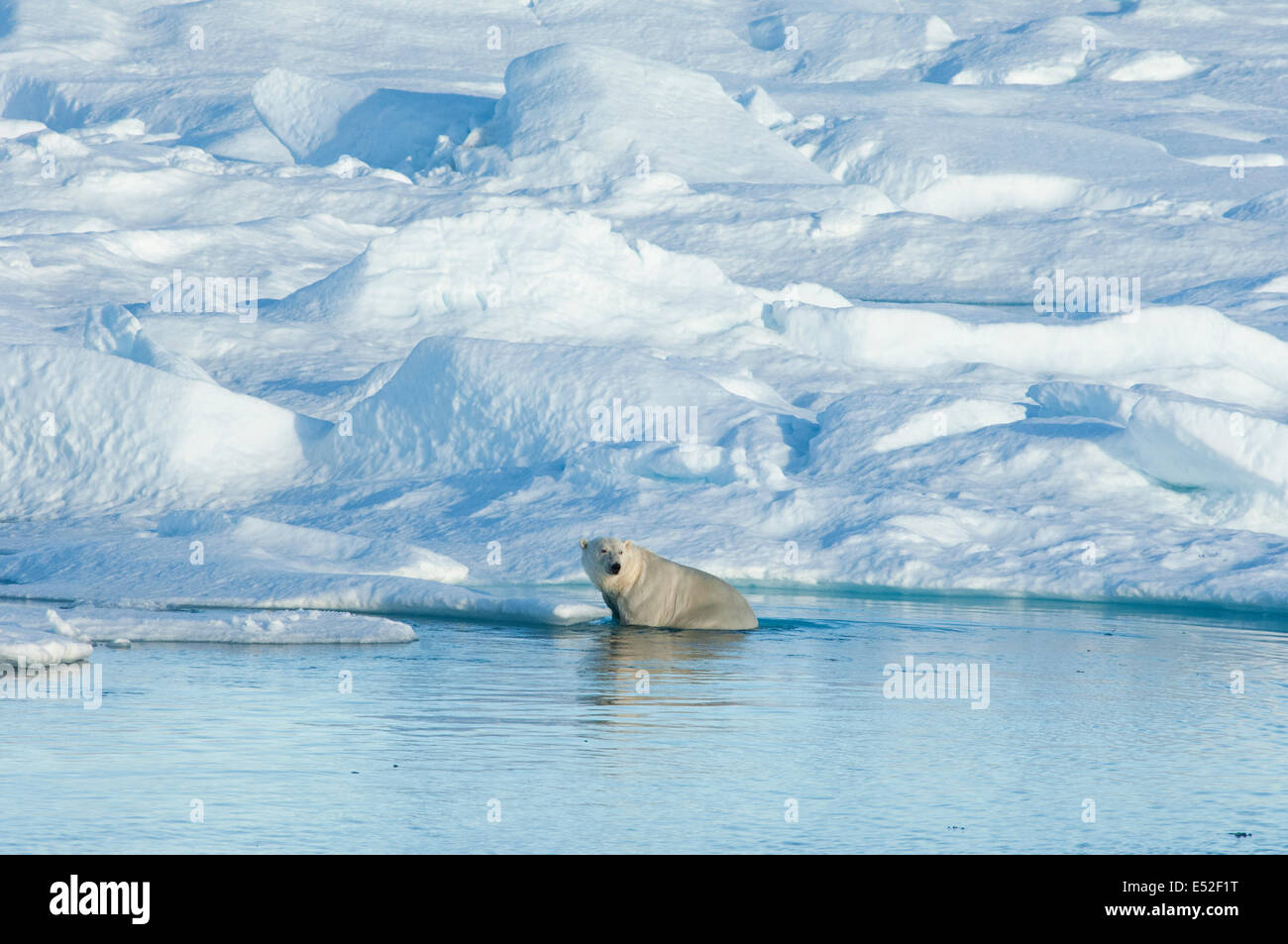 Ein Eisbär sitzend auf einer Eisscholle umzusehen. Stockfoto