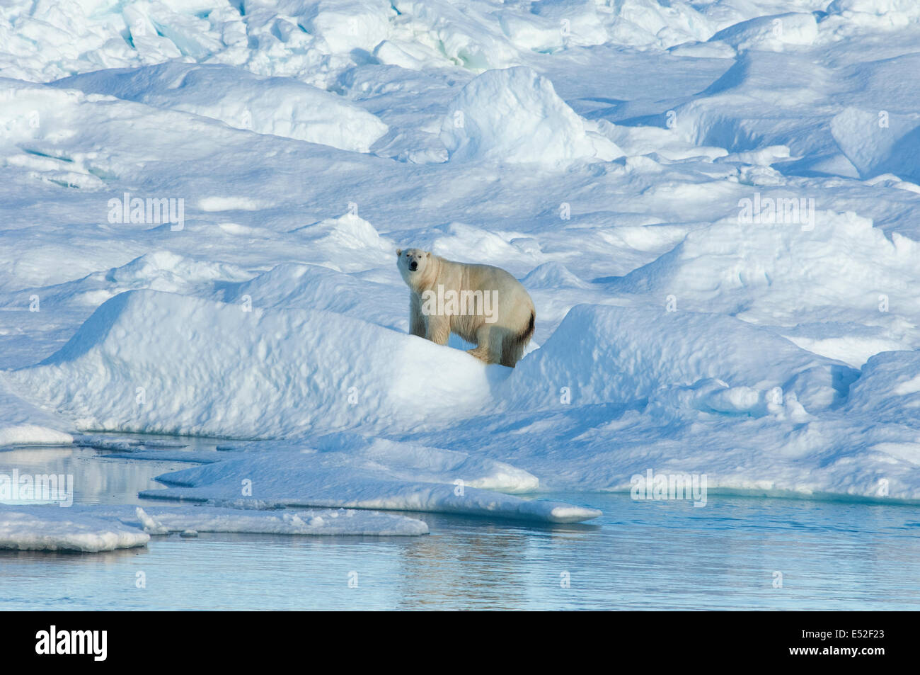 Ein großer Eisbär stehend unter Eisblöcke in der Canadaian Arctic. Stockfoto