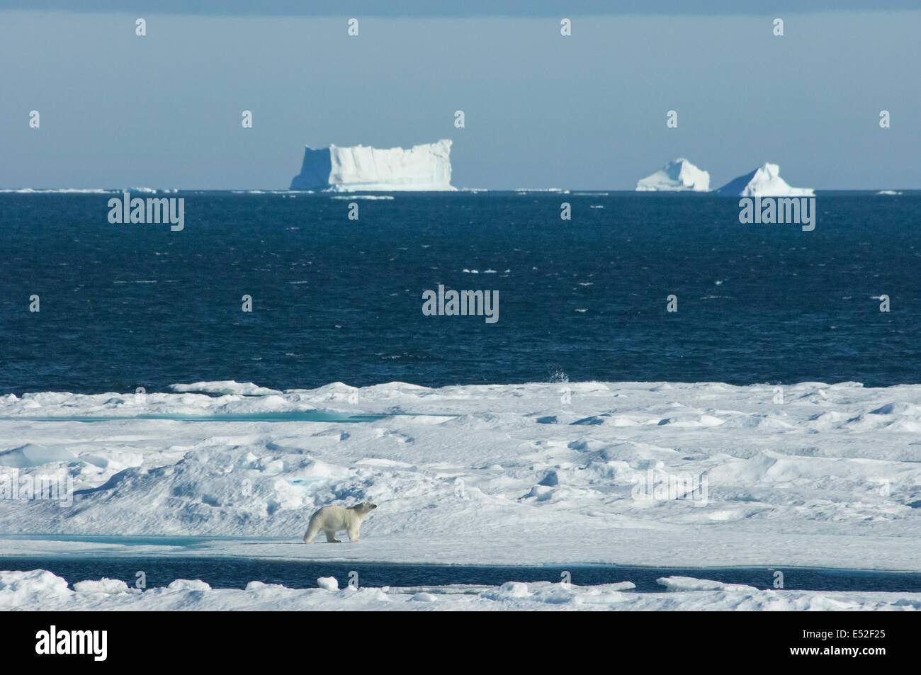 Ein Eisbär, zu Fuß über das Eis mit großen Eisbergen schwimmende offshore. Stockfoto