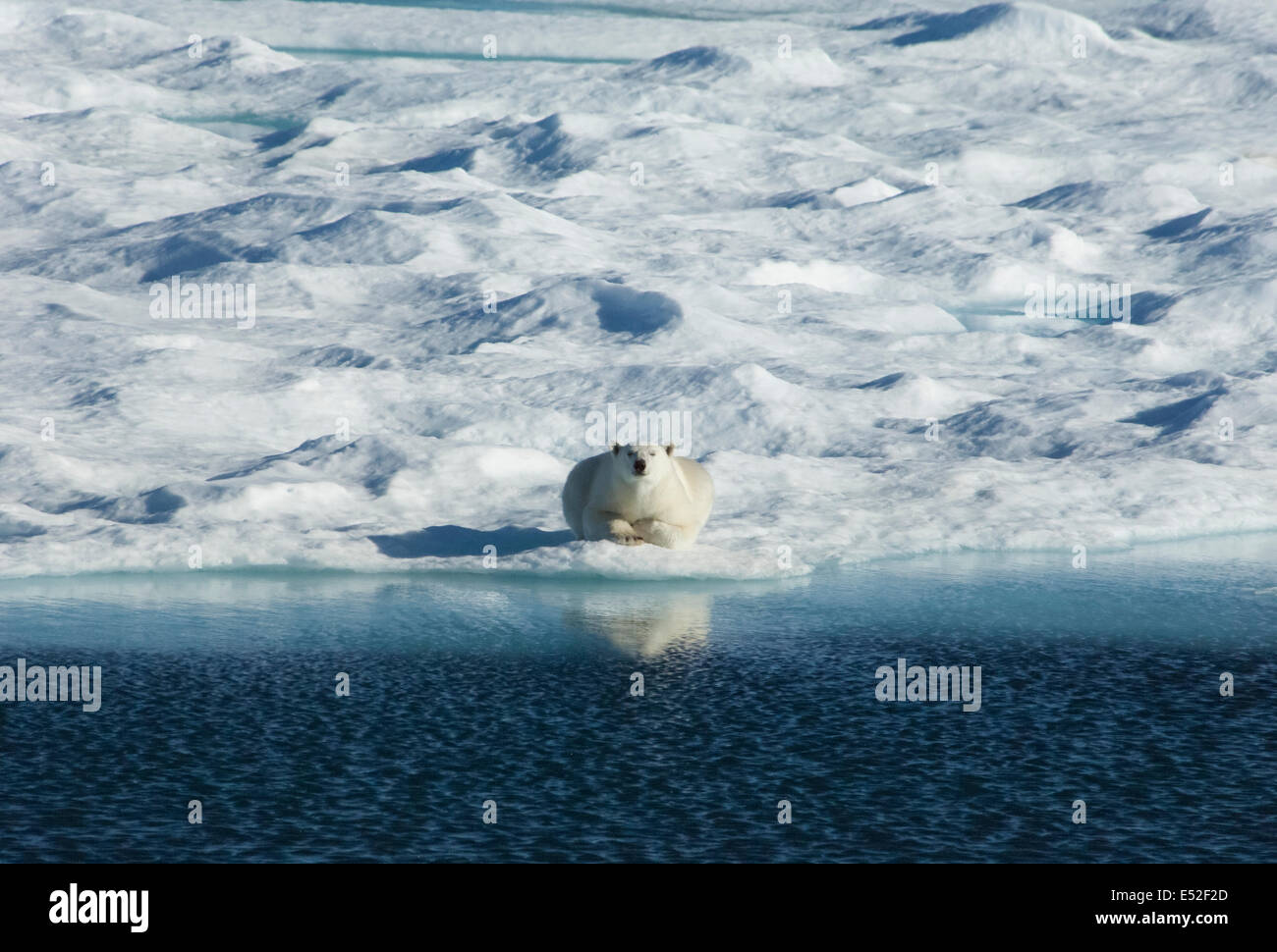Ein Eisbär, liegend auf dem Eis mit Blick direkt auf die Kamera. Stockfoto