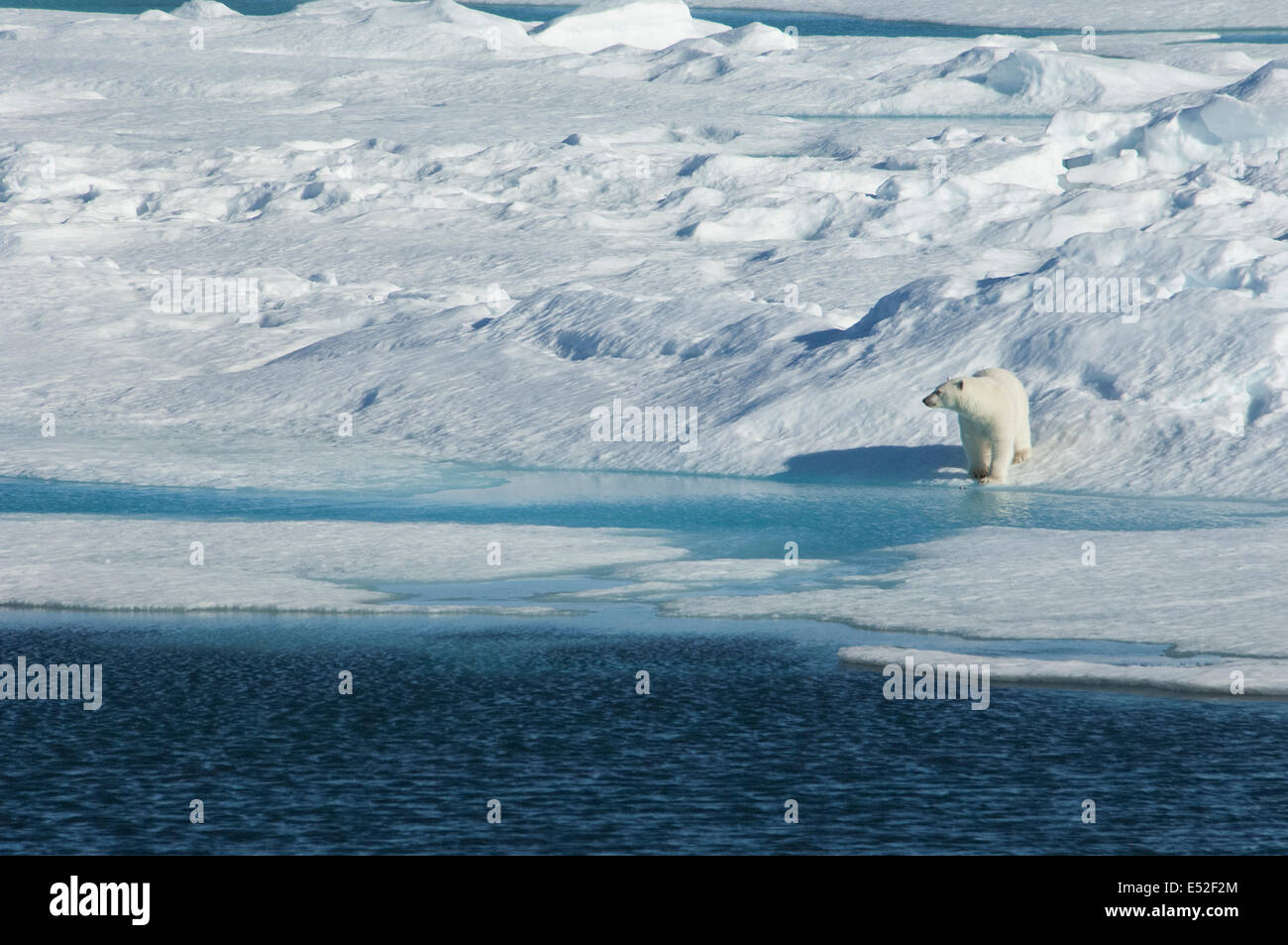 Ein Eisbär stehend am Rande ein Eisfeld, durch Wasser. Stockfoto