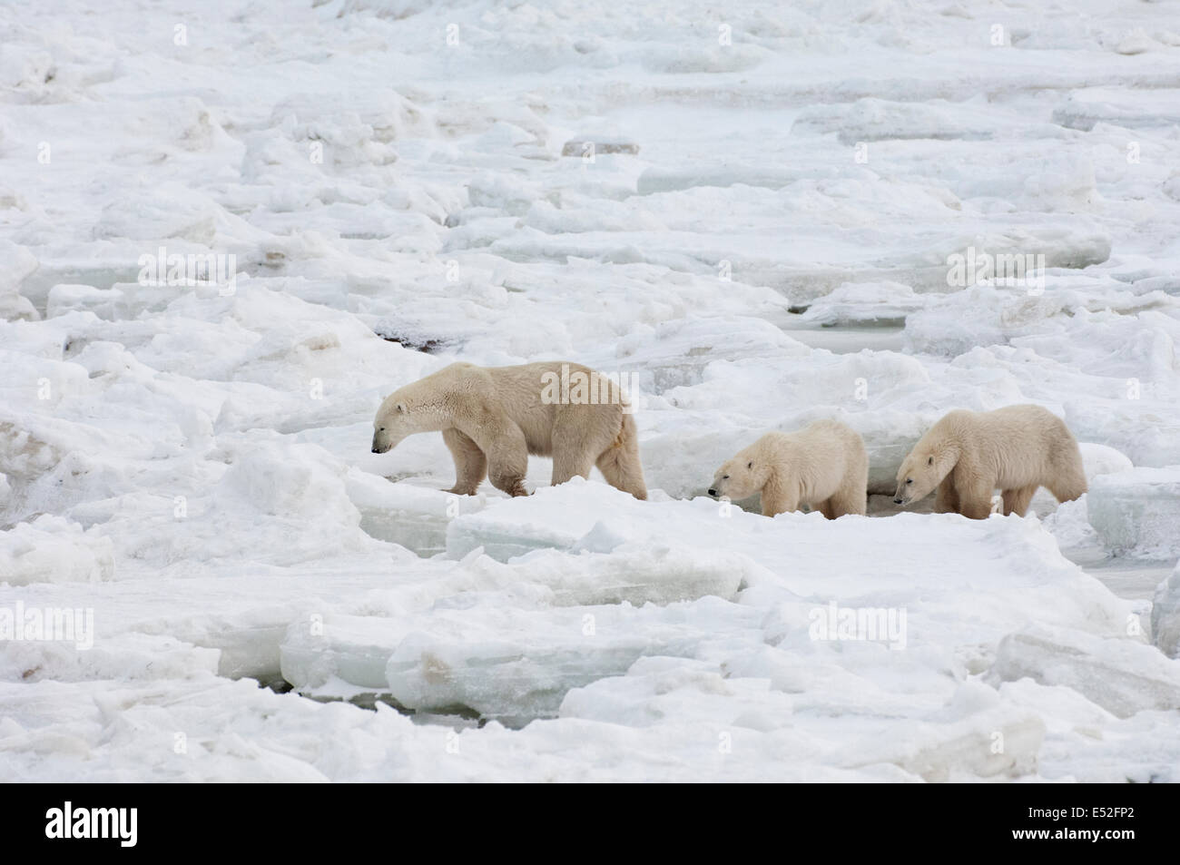 Eine Gruppe von Eisbären in freier Wildbahn, ein Erwachsener und zwei jungen. Stockfoto