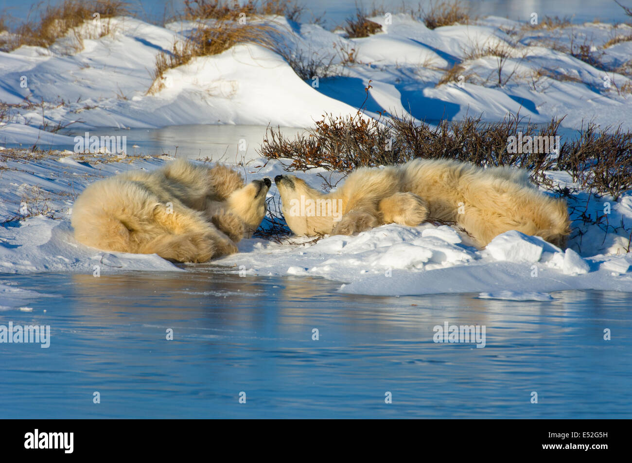 Ein Eisbär-Gruppe, ein Erwachsener und zwei jungen auf dem Schnee neben Wasser liegen. Stockfoto