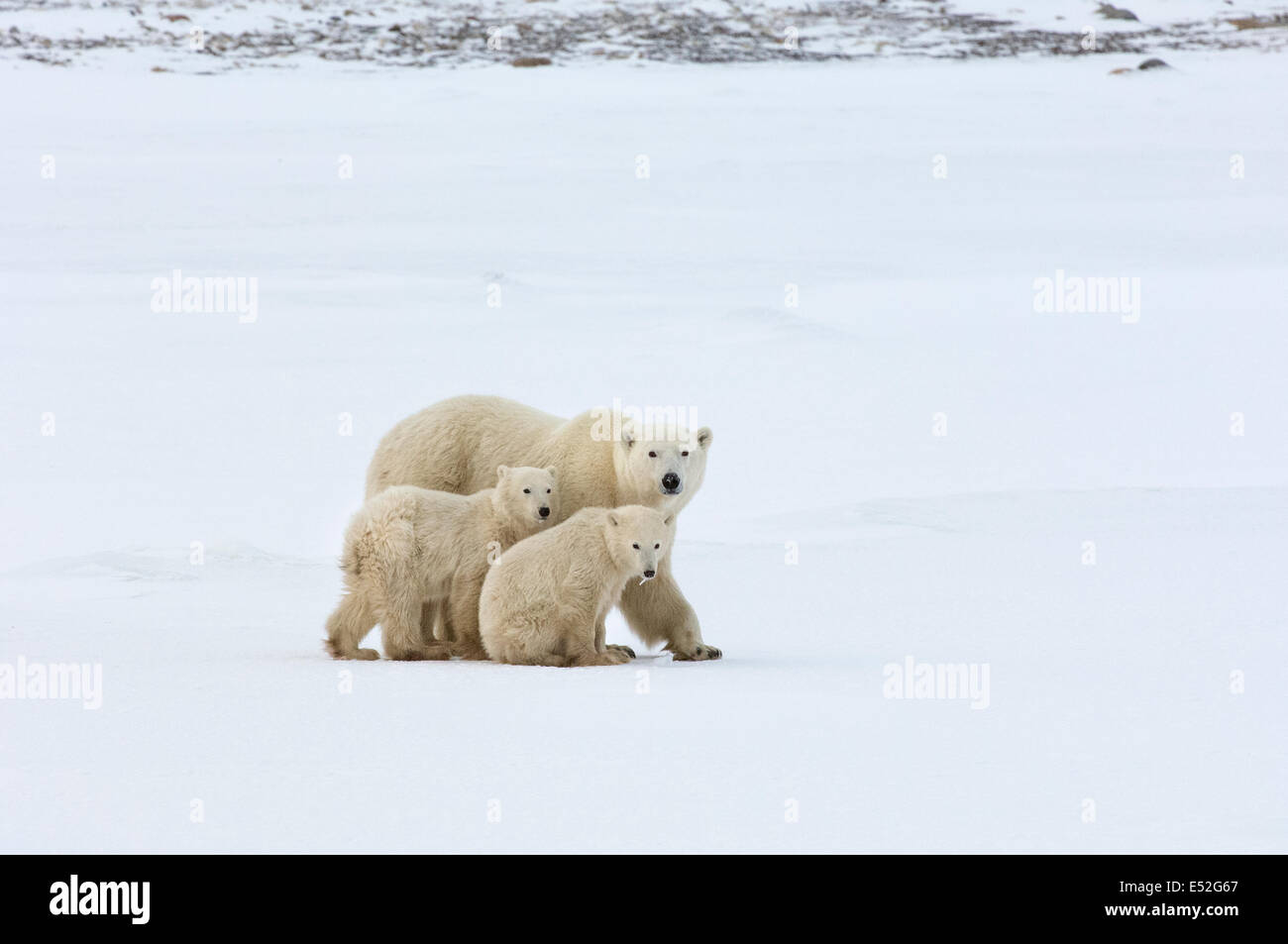 Ein Eisbär-Gruppe, ein Erwachsener und zwei jungen in freier Wildbahn. Stockfoto