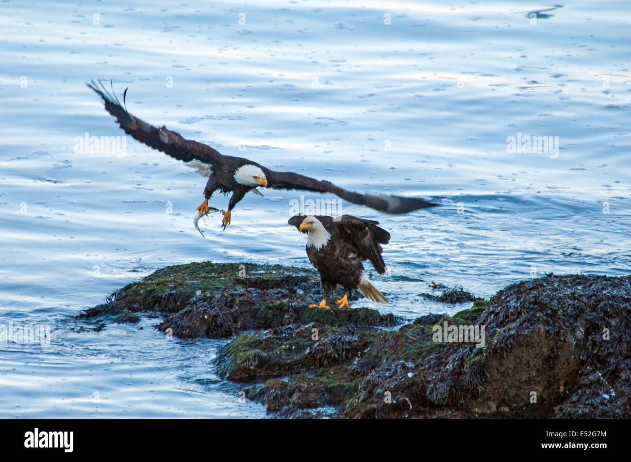 Zwei Adler, Haliaeetus Leucocephalus, durch Wasser. Eine seine Flügel ausbreitet und ausziehen umklammert einen Fisch in seinen Krallen. Stockfoto