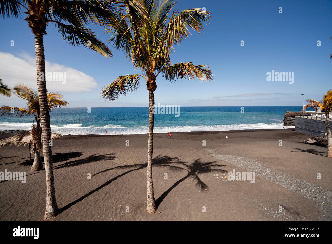 Kokospalmen am schwarzen Strand von Puerto Naos, La Palma, Kanarische Inseln, Spanien, Europa Stockfoto