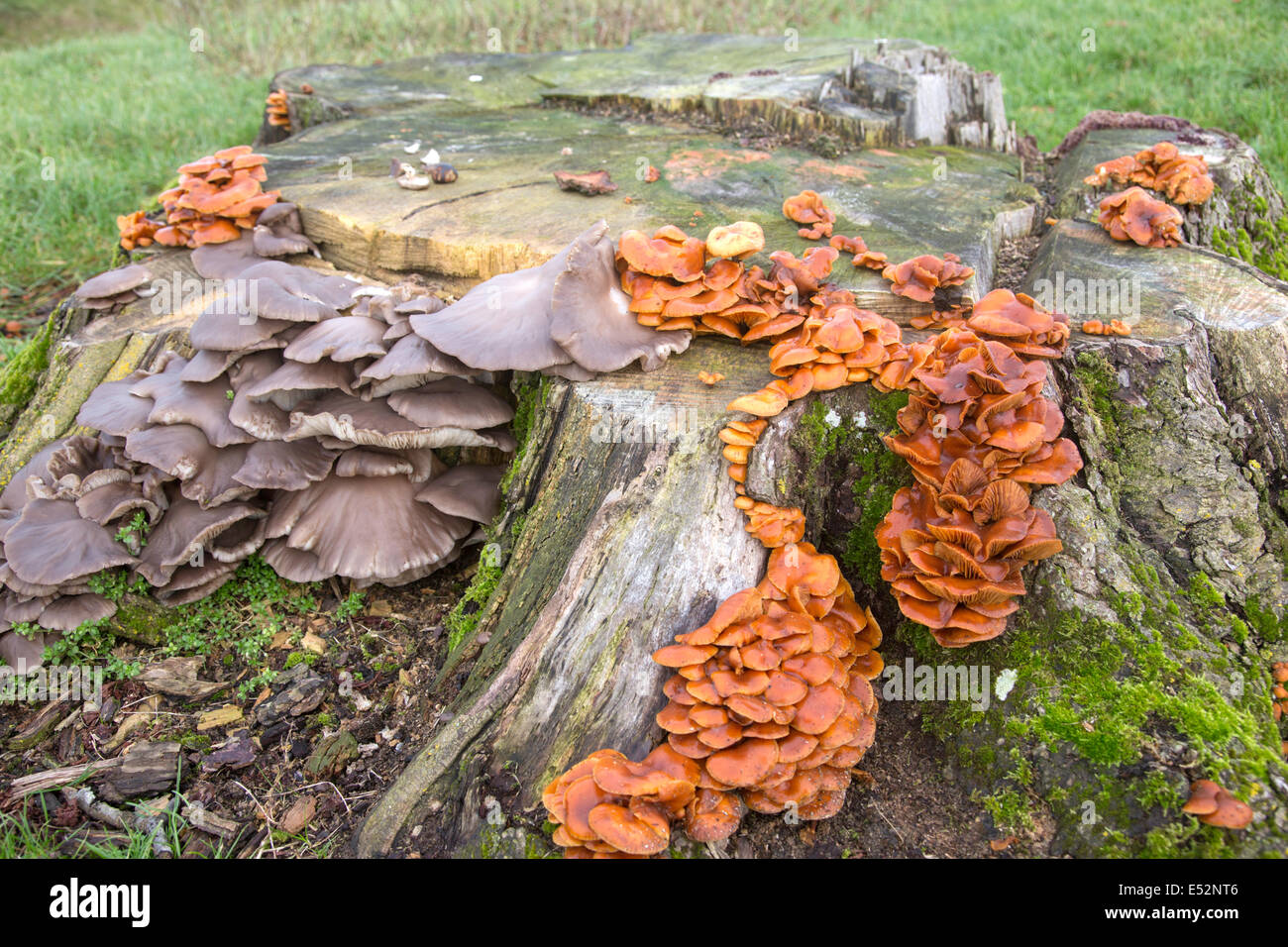 Pilze auf einem alten Baum stumpf, England, UK Stockfoto