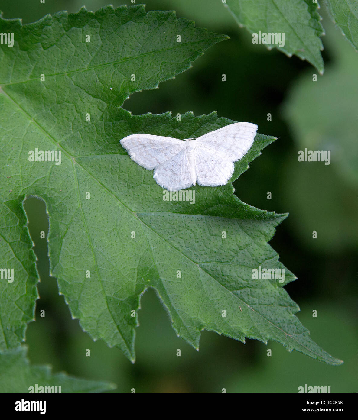 Satin Welle Falter Sterrha Subsericeata eine glänzende weiße Arten ruhen lässt auf Stockfoto