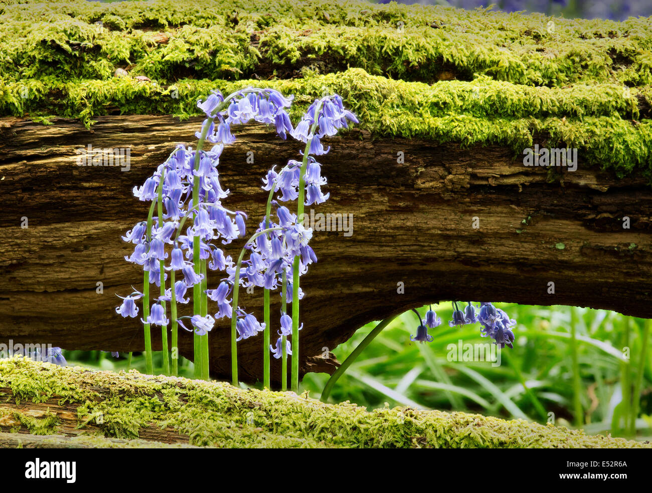 Bluebell Blumen und Moos bedeckt gefallenen Baumstamm in einem Somerset-Holz-UK Stockfoto