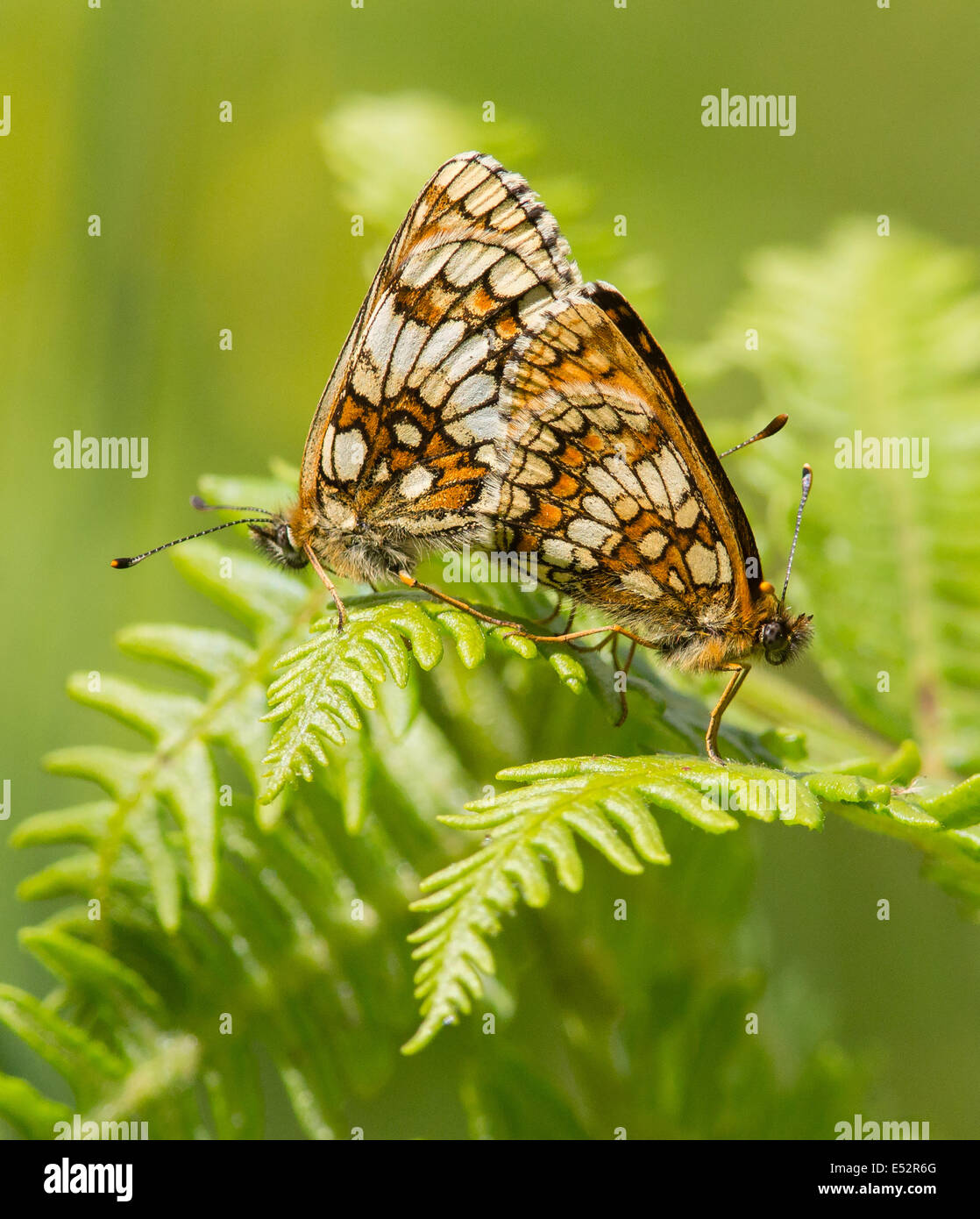 Gepaarte Heide Fritillary Schmetterlinge Melitaea Athalia auf Bracken Wedel am Lagerplatz Coombe auf Exmoor Somerset UK Stockfoto