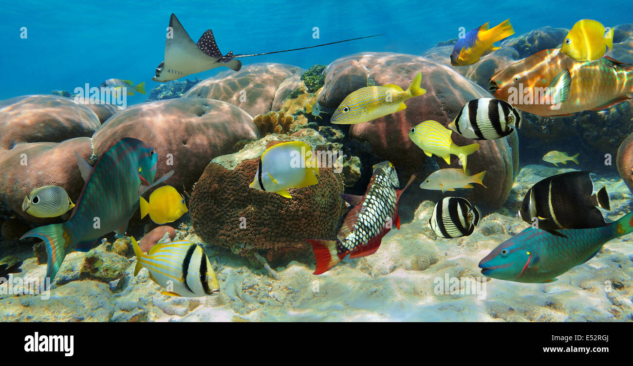 Unterwasser Panorama in einem Korallenriff mit bunten tropischen Fischen Stockfoto