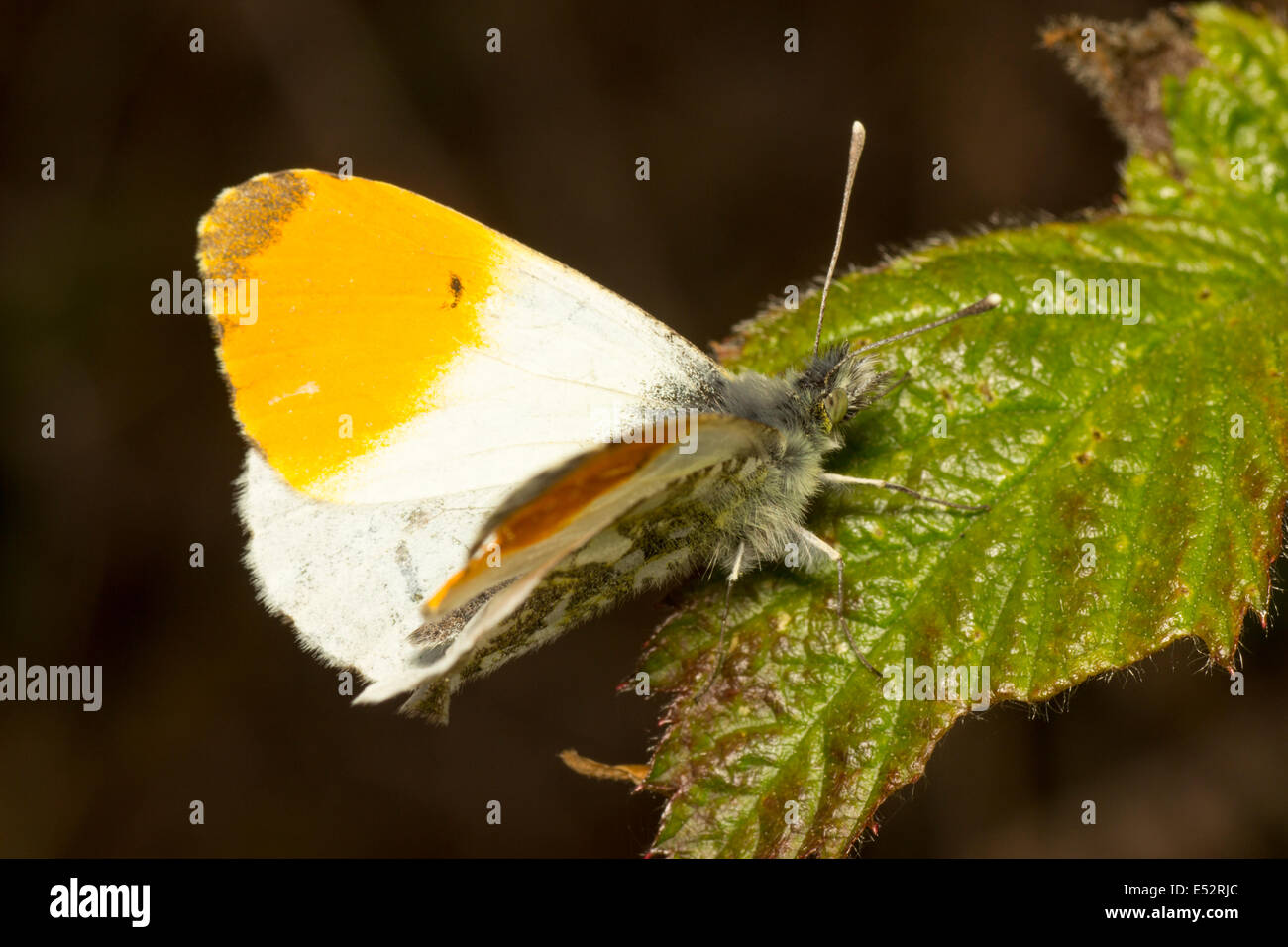 Männliche orange Spitze Schmetterling, Anthocharis cardamines Stockfoto