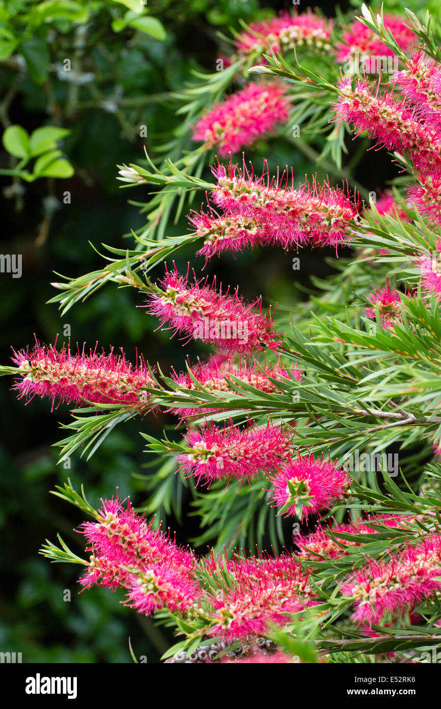 Blume-Spikes von crimson Bottlebrush, Zylinderputzer citrinus Stockfoto