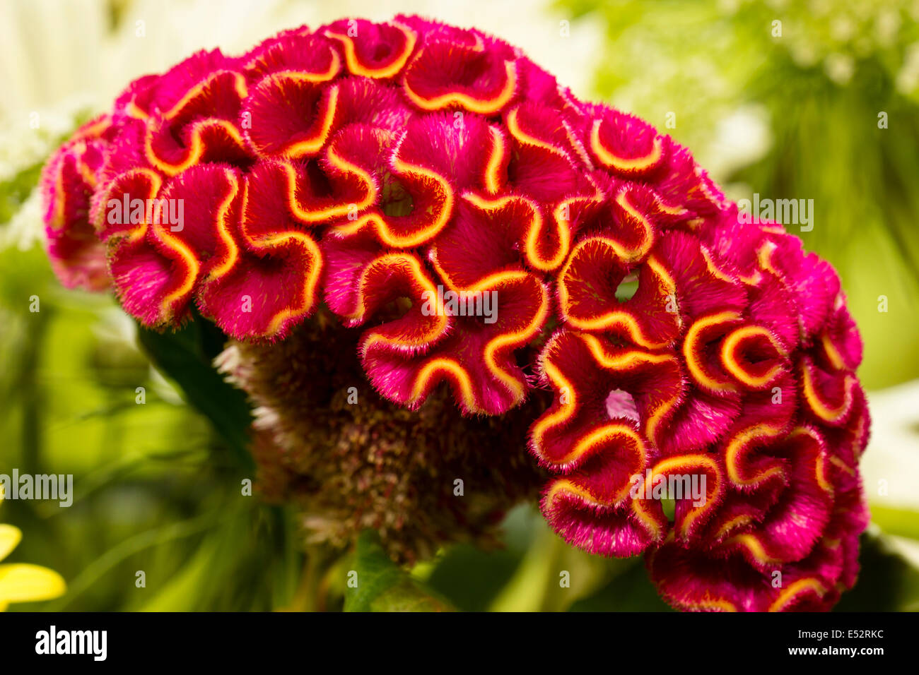 Markante Hahnenkamm Falten der jährlichen zarte Blume, Celosia Argentea Var cristata Stockfoto