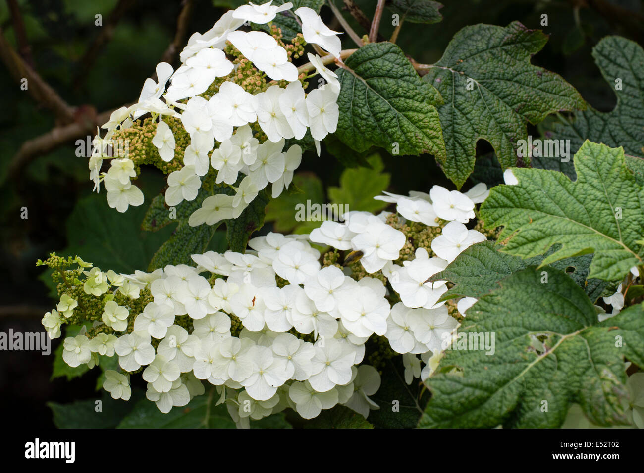 Blütenstände der Eiche rotblättrige Hortensie, Hydrangea quercifolia Stockfoto