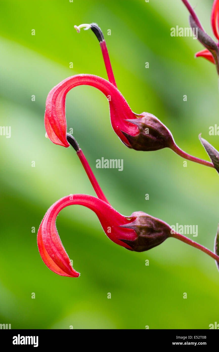 Rote Blumen die aufrecht wachsende Lobelia tupa Stockfoto