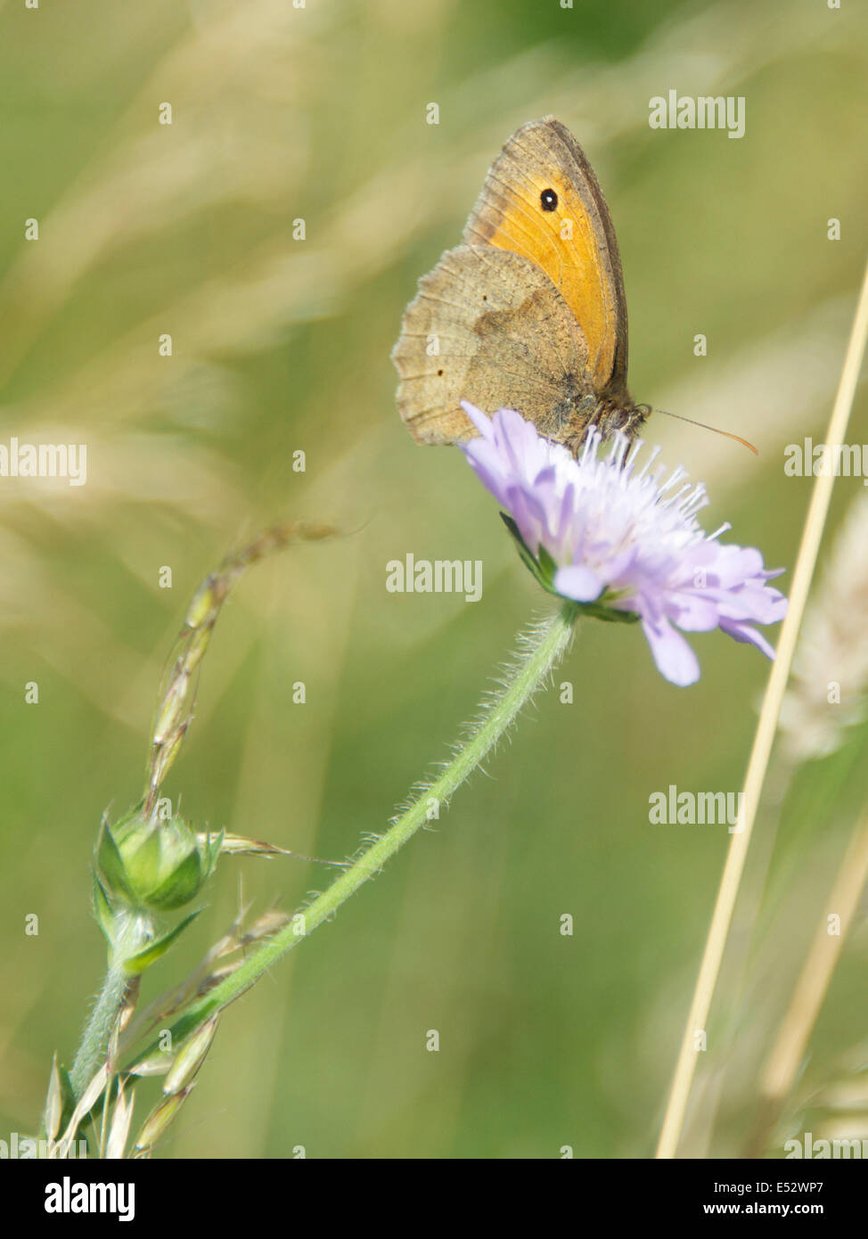 North Downs in Reigate, Surrey, UK. 18. Juli 2014. Die UK Big Butterfly Count findet 19. Juli bis 10. August. Schmetterlinge auf den North Downs, Freitag, 18. Juli 2014. Eine Wiese braun Schmetterling "Maniola Jurtina" ruht auf ein Feld Witwenblume Blüte auf einer Wiese am Fuße der North Downs in Reigate, Surrey Credit: Lindsay Constable/Alamy Live News Stockfoto