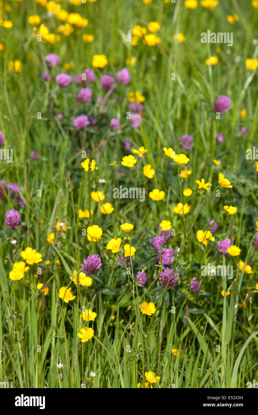 Britische Wildblumenwiese mit Butterblumen und Klee, Großbritannien, UK Stockfoto