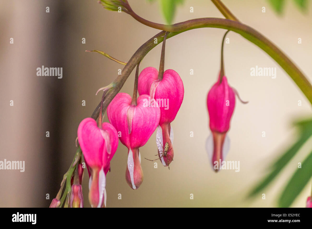 Eine kleine Spinne ruht auf einem rosa Herzblume Stockfoto