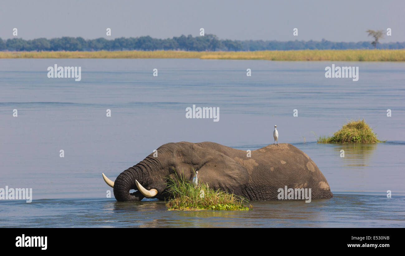 Afrikanischen Elefantenbullen Fütterung auf dem Rasen im Wasser Stockfoto