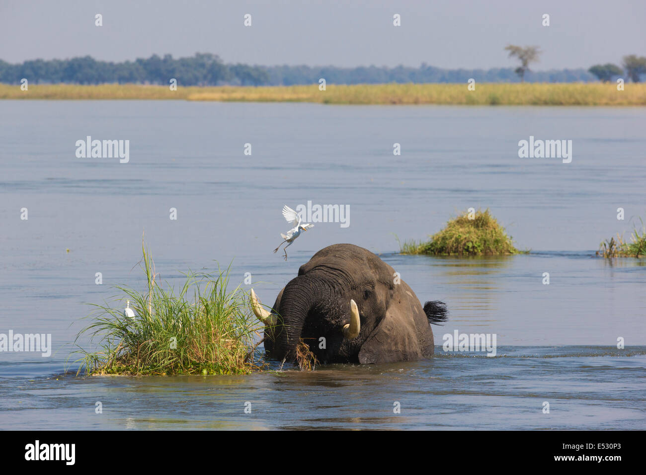 Afrikanischen Elefantenbullen Fütterung auf dem Rasen im Wasser Stockfoto