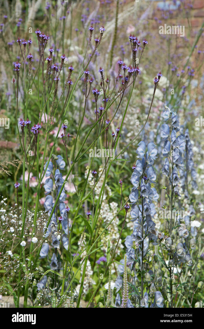 Aconitum 'Edelstahl' gepflanzt mit Eisenkraut MacDougali Stockfoto