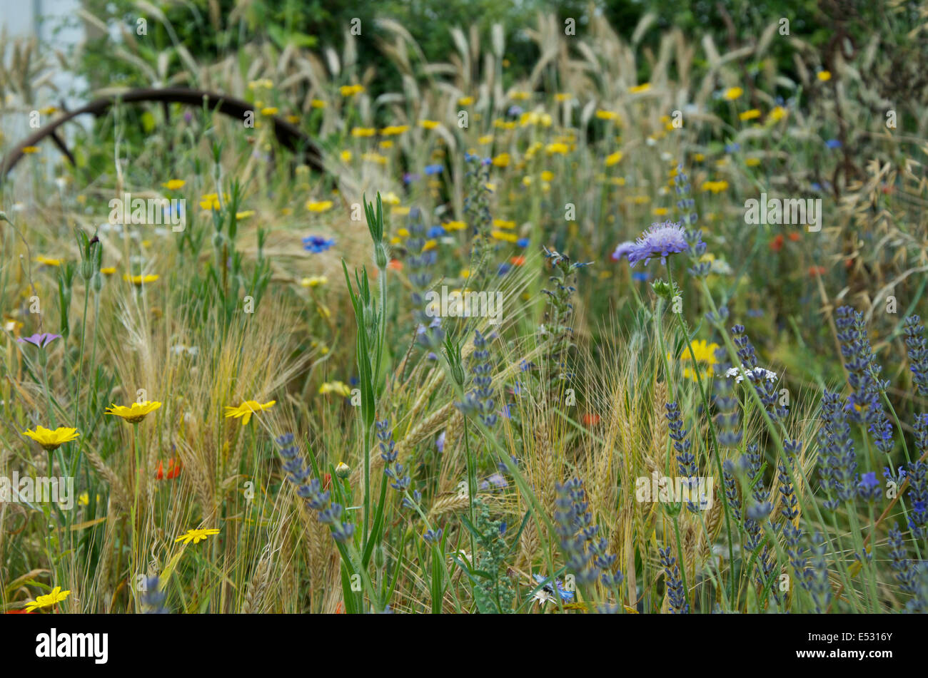 Traditionelle Kornfeld mit wilden Blumen Stockfoto