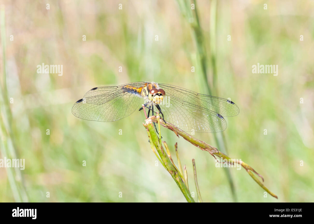 Gelbe oder orangefarbene Libelle mit schwarzen Muster auf den Fersen sitzen auf einer Pflanze Stroh Stockfoto