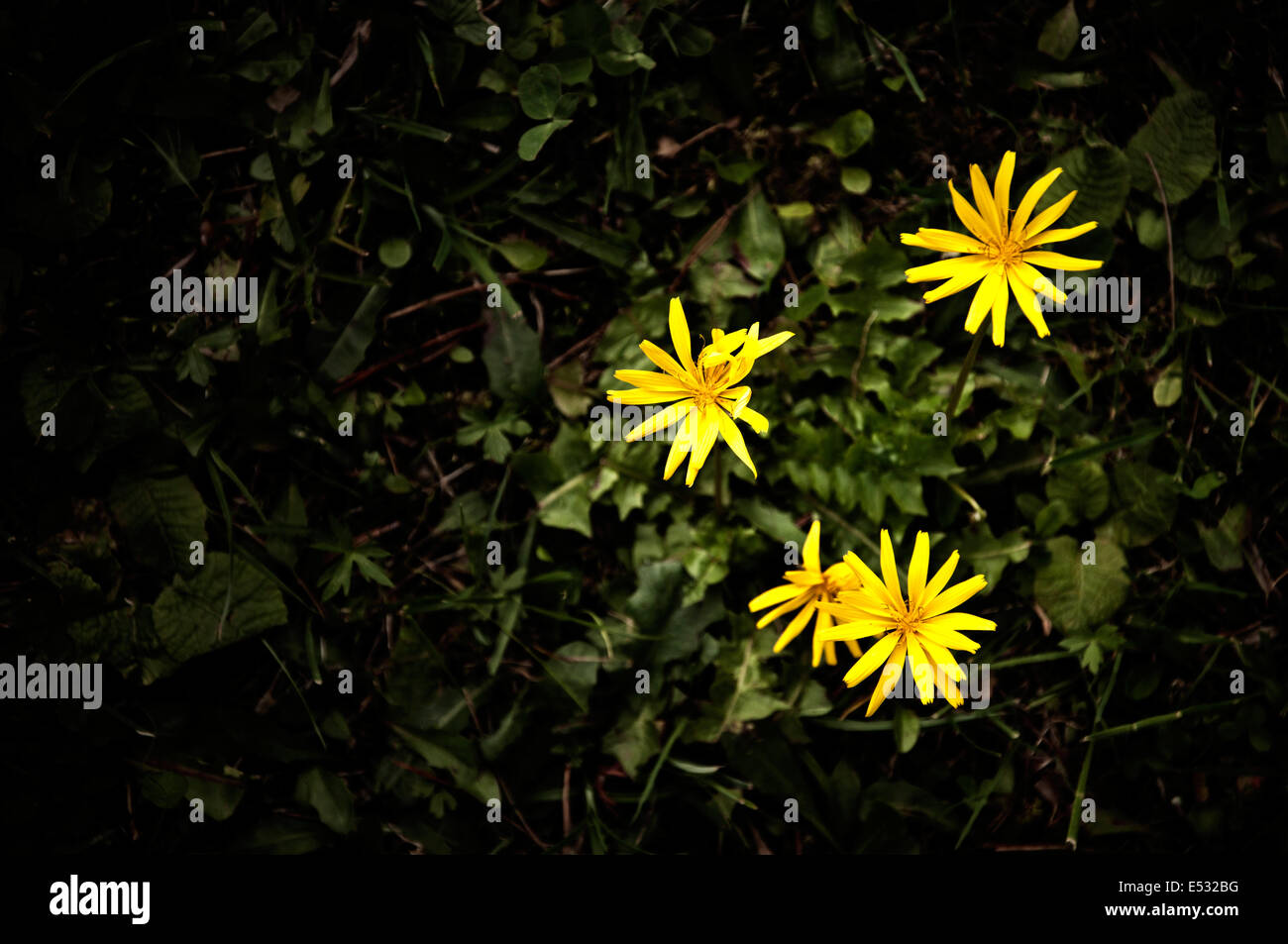 Drei gelbe Unkraut-Blumen Stockfoto