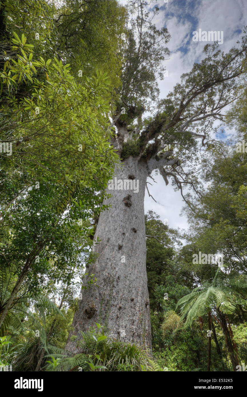 Kauri-Baum von der Wurzel bis zum Vordach Stockfoto