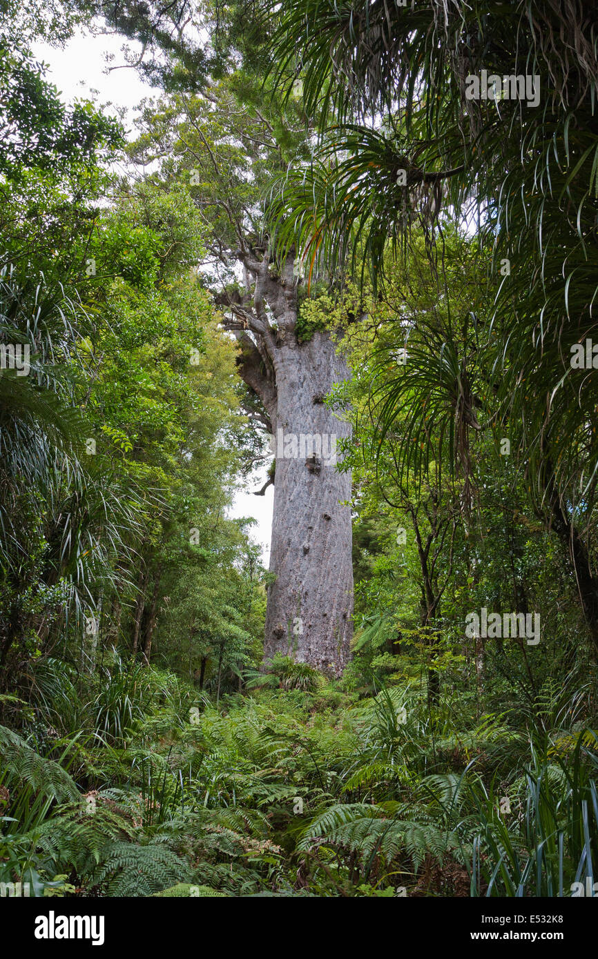 Vater des Waldes Stockfoto