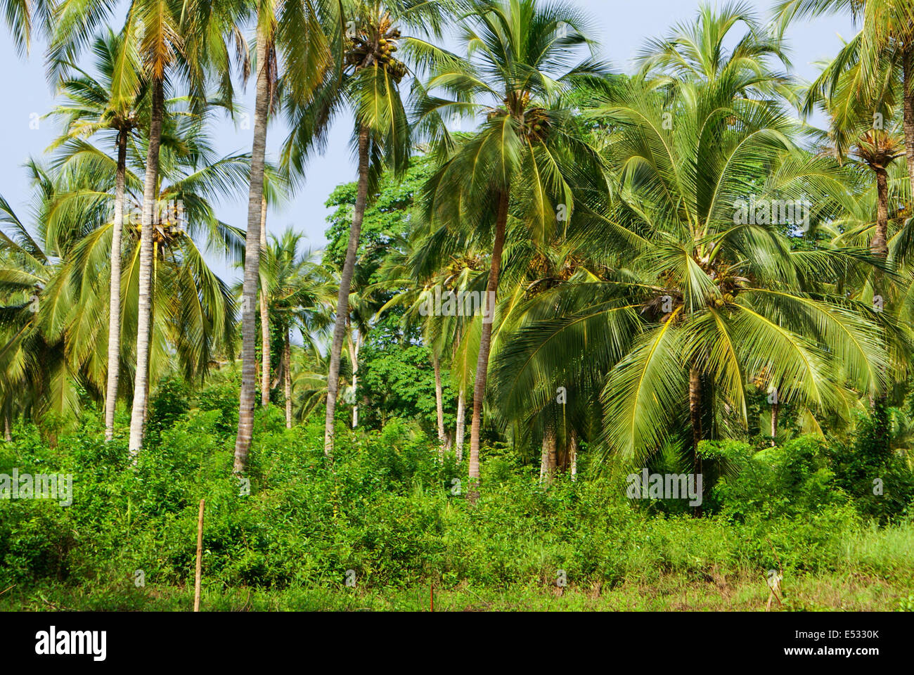 Grün-Palmenwald in kolumbianischen Insel Mucura Stockfoto