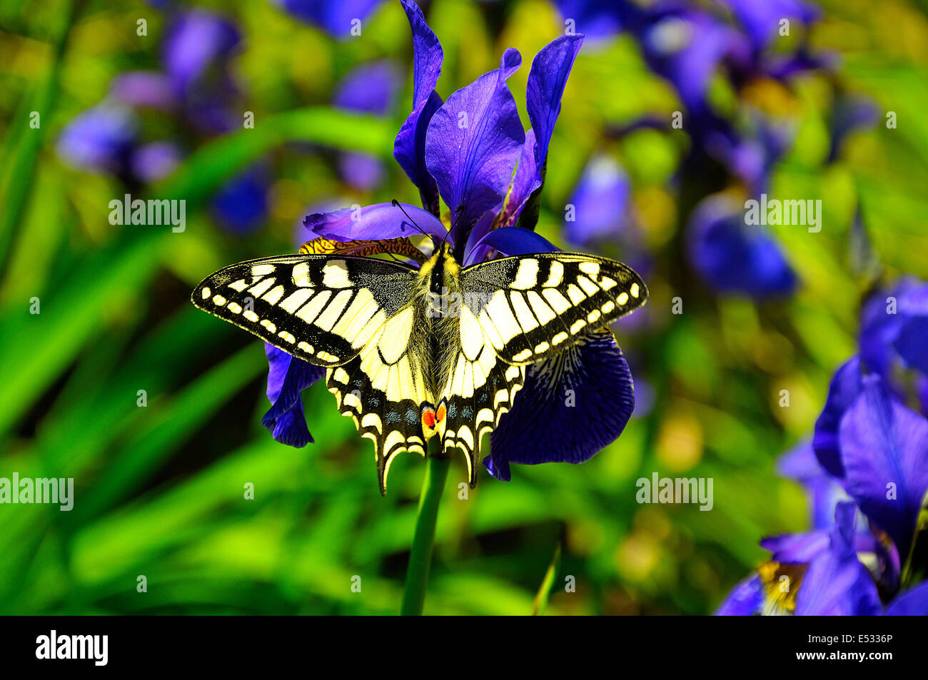 Schönen Schwalbenschwanz Schmetterling auf lila iris Stockfoto