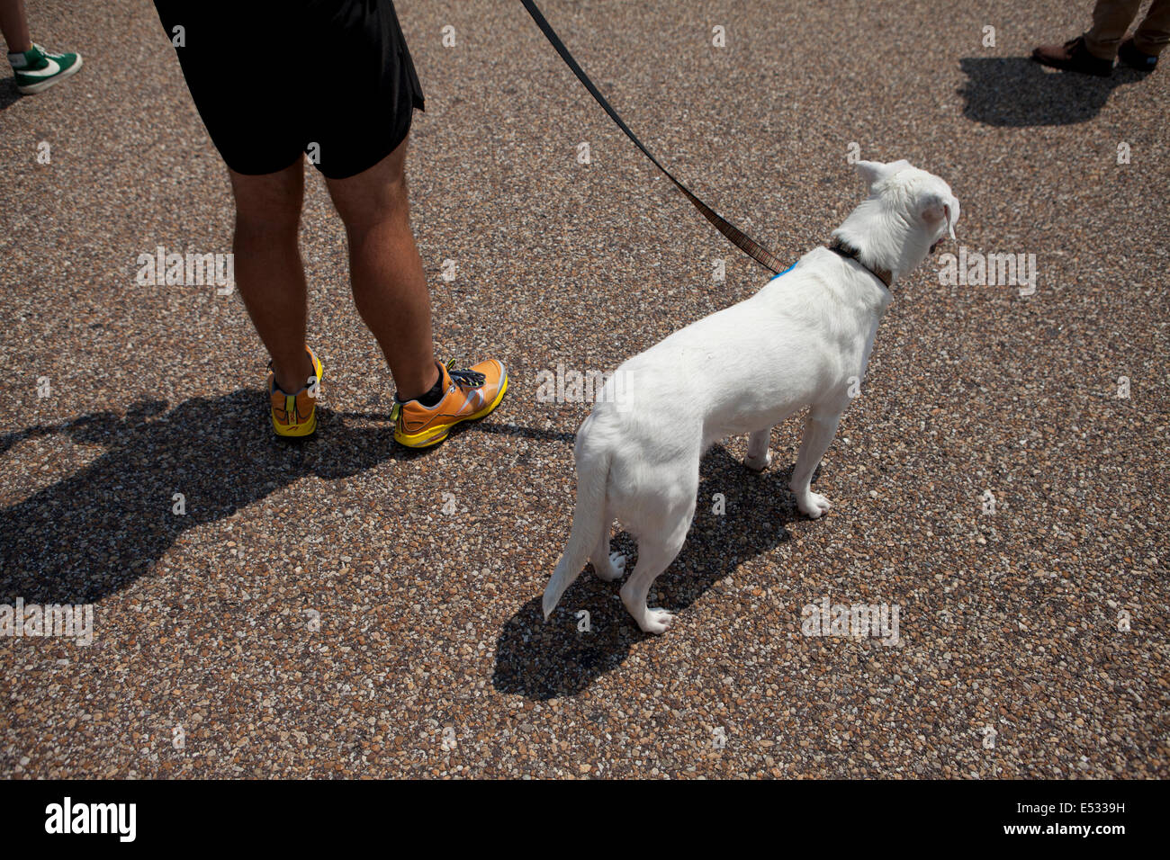 Weißer Hund an der Leine - USA Stockfoto